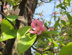 Angiospermae