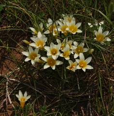 Romulea leipoldtii
