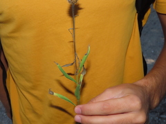 Cheirolophus sempervirens