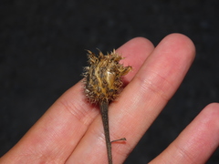 Cheirolophus sempervirens