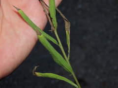 Cheirolophus sempervirens