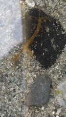 Caprella
