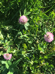 Centaurea stoebe australis