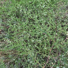 Asparagus cooperi