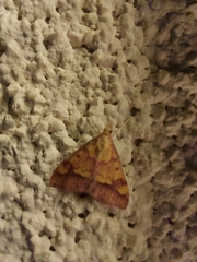 Pyrausta perrubralis
