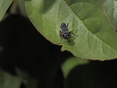 Liris subtessellatus