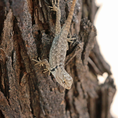 Sceloporus bimaculosus