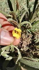 Hermannia lancifolia