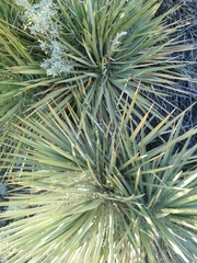 Yucca utahensis