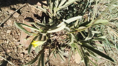 Hermannia lancifolia