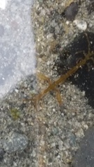 Caprella
