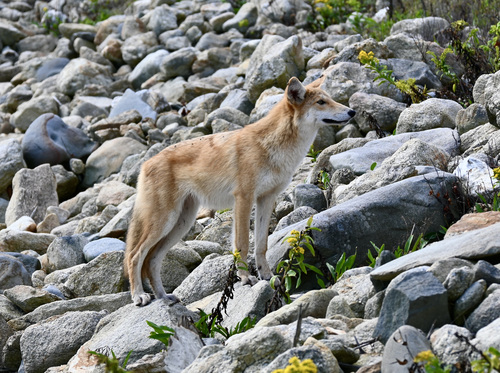 Coyote photographed in Rhode Island