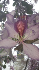Bauhinia variegata variegata