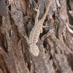 Sceloporus bimaculosus