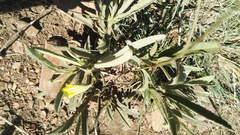 Hermannia lancifolia