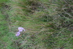 Heliophila rigidiuscula