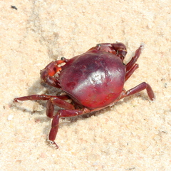 Dilocarcinus pagei