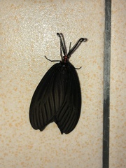 Histia flabellicornis