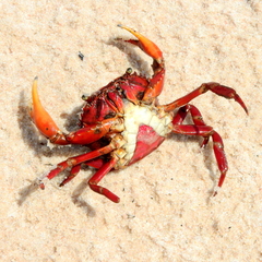 Dilocarcinus pagei