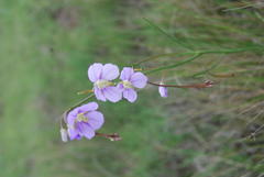 Heliophila rigidiuscula