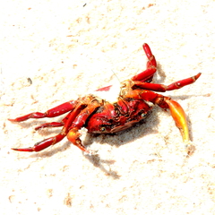 Dilocarcinus pagei
