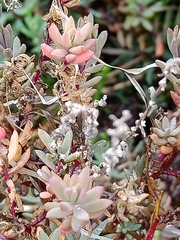 Suaeda australis