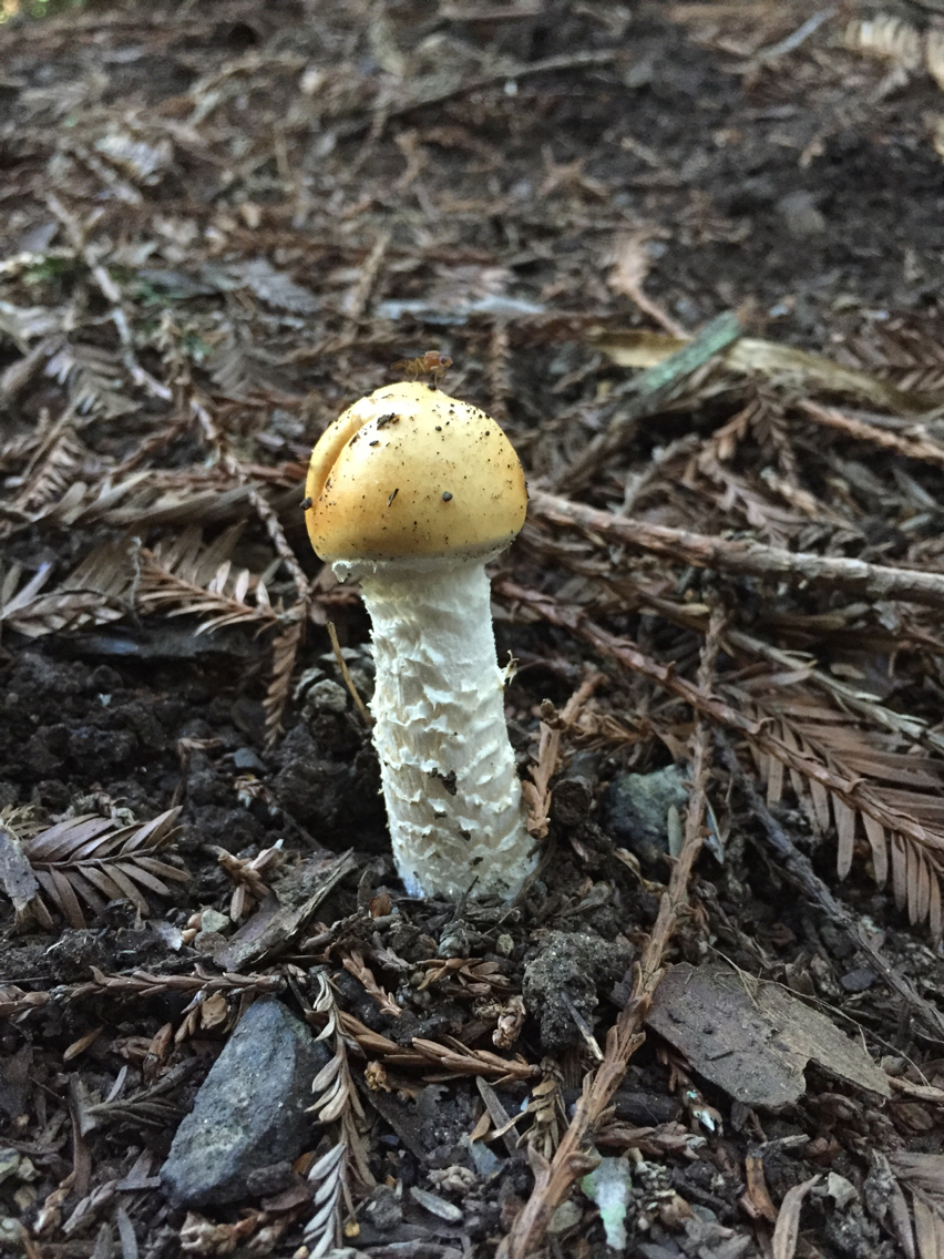 Stropharia ambigua image