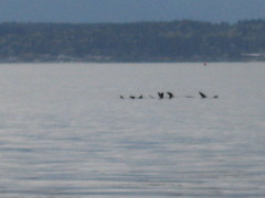 Zalophus californianus