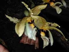 Stanhopea wardii