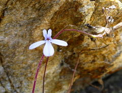 Lobelia dichroma