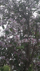 Bauhinia variegata variegata