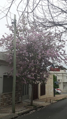 Bauhinia variegata variegata