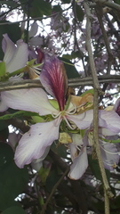 Bauhinia variegata variegata