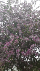 Bauhinia variegata variegata