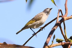 Conopophila