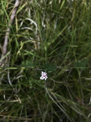 Pimelea spicata