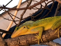 Anolis bimaculatus