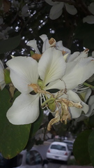 Bauhinia variegata candida
