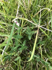 Pimelea spicata