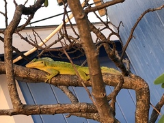 Anolis bimaculatus