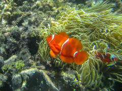 Amphiprion biaculeatus