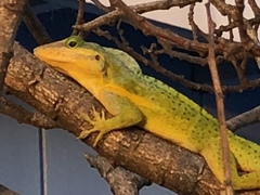 Anolis bimaculatus