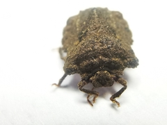 Cyrtocoris trigonus