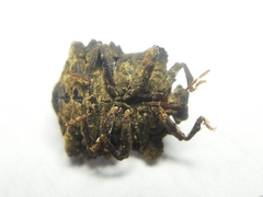 Cyrtocoris trigonus