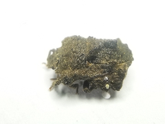 Cyrtocoris trigonus