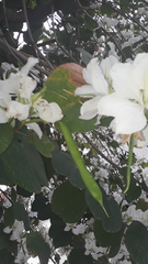 Bauhinia variegata candida