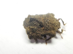 Cyrtocoris trigonus
