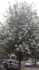 Bauhinia variegata candida