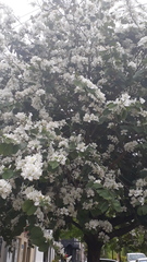 Bauhinia variegata candida