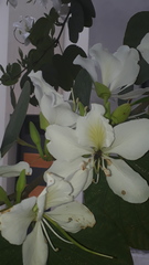 Bauhinia variegata candida
